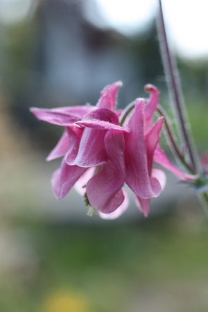 Aquilegia vulgaris, commonly known as the columbine, is a genus of flowering plants in the family Columbaceae.の写真素材