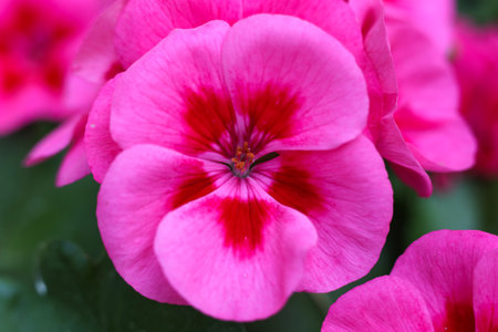 close up photo of pink geranium calliope large rose mega splash flowers in the gardenの写真素材