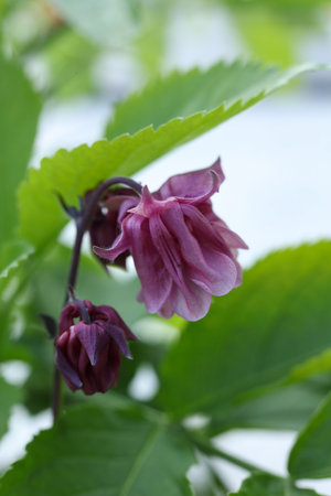 Aquilegia vulgaris, commonly known as the columbine, is a genus of flowering plants.の写真素材
