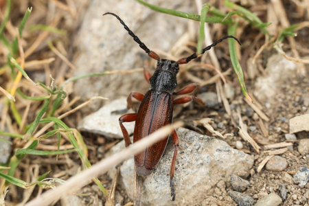 a closeup shot of a Carinatodorcadion fulvum, Dorcadion fulvum beetle on a groundの写真素材