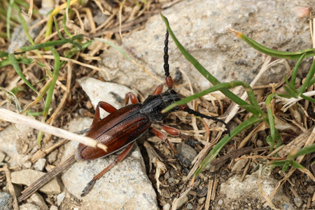a closeup shot of a Carinatodorcadion fulvum, Dorcadion fulvum beetle on a groundの写真素材