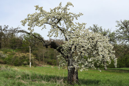 Blossoming cherry tree in spring on a green meadow.の写真素材