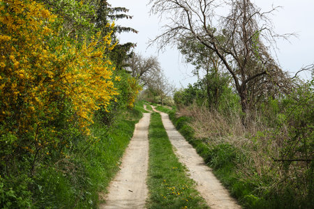 Dirt road in the spring forest with yellow flowering bushes, landscapeの写真素材