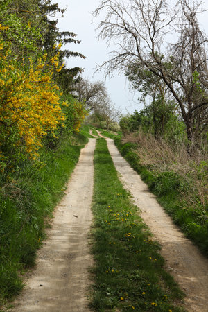 Dirt road in the spring forest with yellow flowering bushes, landscapeの写真素材