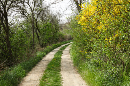 Dirt road in the spring forest with yellow flowering bushes, landscapeの写真素材
