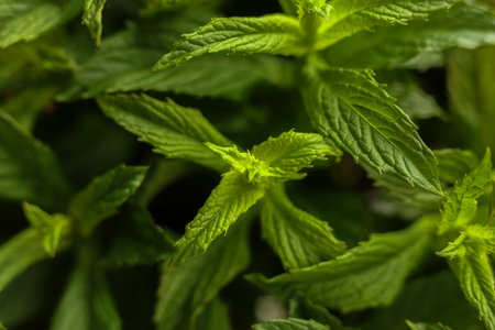 Peppermint leaves close up. Shallow depth of field.