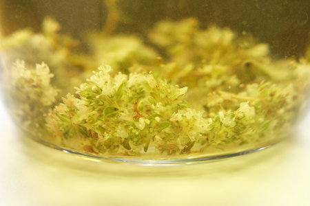 Herbal thyme tea in a glass jar, shallow depth of field.の写真素材