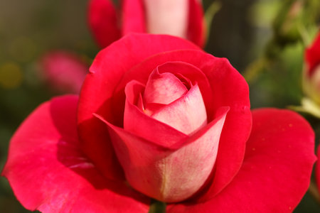 Beautiful red roses in the garden, close-up. Nature backgroundの写真素材