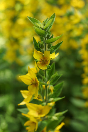 yellow flowers of Large yellow loosestrife in the garden