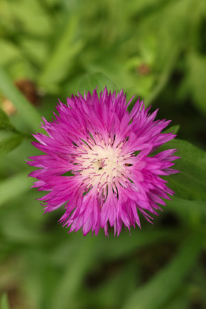 Closeup of a pink Psephellus dealbatus, the Persian cornflower or whitewash cornflower,の写真素材