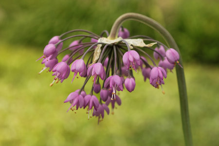 Allium cernuum, known as nodding onion or lady's leekの写真素材