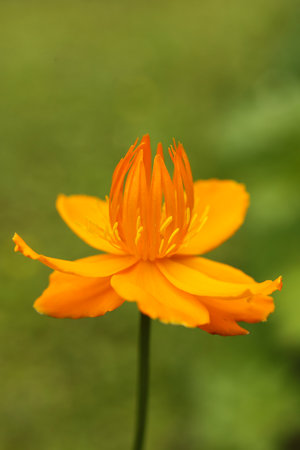 Close up of orange flower of Trollius chinensis Golden Queen in the garden. Selective focus.の写真素材