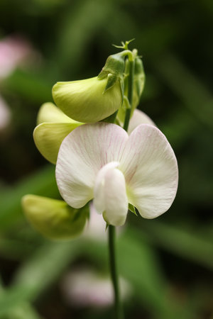 pink Broad-leaved sweet pea flowers in garden, closeup of photoの写真素材
