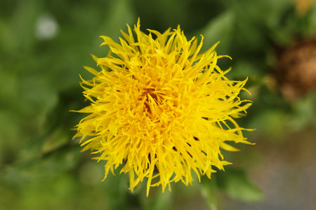 Closeup of yellow Centaurea macrocephala (Thistle) flower in bloomの写真素材