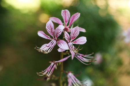 Close-up of a pink and white Dictamnus albus flower on a meadowの写真素材