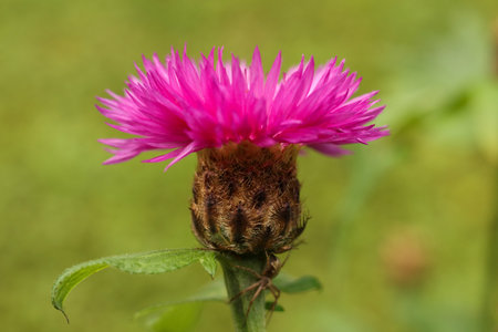 Closeup of a pink Psephellus dealbatus, the Persian cornflower or whitewash cornflower,の写真素材