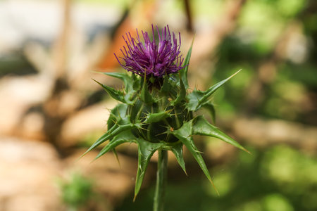 milk thistle, blessed milkthistle, Marian thistle, Mary thistle, Saint Mary's thistle, Mediterranean milk thistle, variegated thistle and Scotch thistleの写真素材