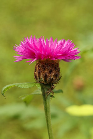 Closeup of a pink Psephellus dealbatus, the Persian cornflower or whitewash cornflower,の写真素材