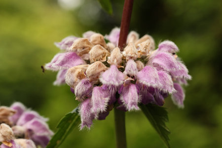 Close up of purple flower of Tuberous Jerusalem sageの写真素材