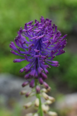 Close-up of a purple flower of Muscari comosum on a blurred background. Shallow depth of fieldの写真素材