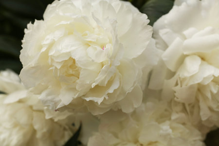 Beautiful white peony flowers as background, closeup. Floral designの写真素材