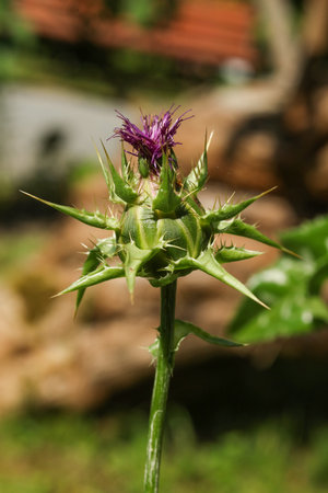 milk thistle, blessed milkthistle, Marian thistle, Mary thistle, Saint Mary's thistle, Mediterranean milk thistle, variegated thistle and Scotch thistleの写真素材
