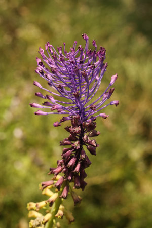 Close-up of a purple flower of Muscari comosum on a blurred background. Shallow depth of fieldの写真素材