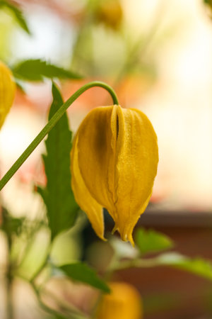 Yellow flower of Clematis tibetana in the garden. Shallow depth-of-field.の写真素材