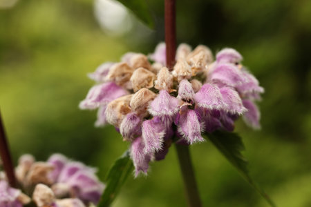 Close up of purple flower of Tuberous Jerusalem sageの写真素材