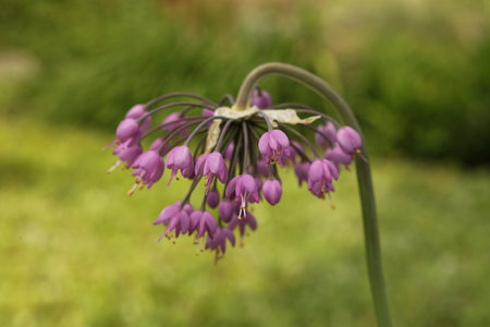 Allium cernuum, known as nodding onion or lady's leekの写真素材