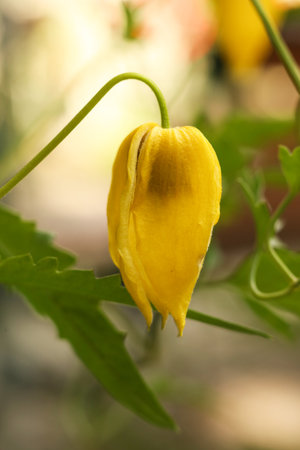 Yellow flower of Clematis tibetana in the garden. Shallow depth-of-field.の写真素材