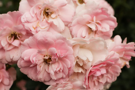 Beautiful pink roses in the garden, close up. Floral backgroundの写真素材