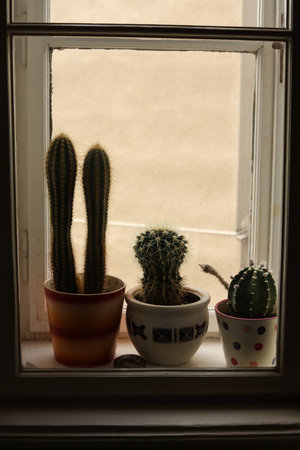 A shot of cacti in pots on a window sill