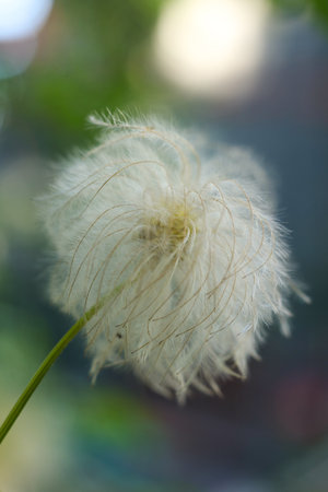 Yellow flower in the garden. Shallow depth-of-field.の写真素材