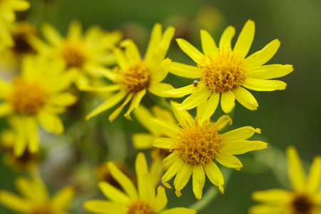 yellow flowers of Common ragwort in the meadow