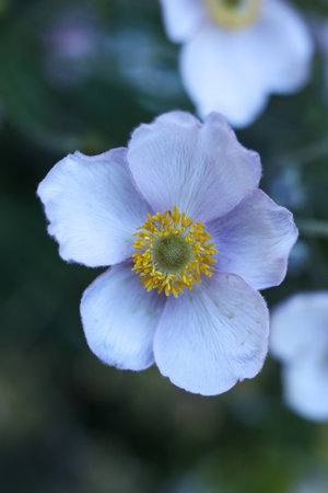 a windflower in the summer gardenの写真素材