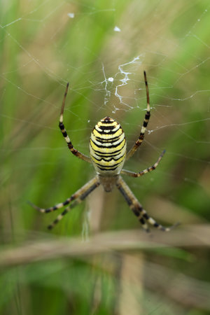Wasp spider (Argiope bruennichi) on the web