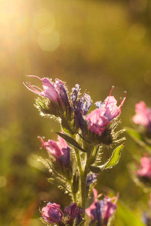 Close up of Echium vulgare flowers in bloom.