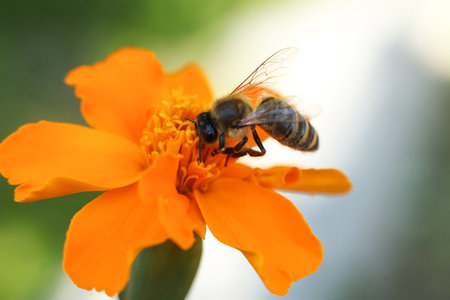 Bee on a marigold flower, close-up, macro