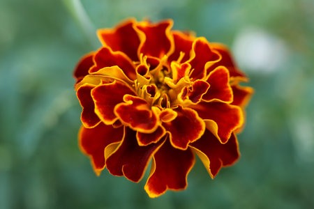 orange flower of Tagetes patula, the French marigold, close up in the garden