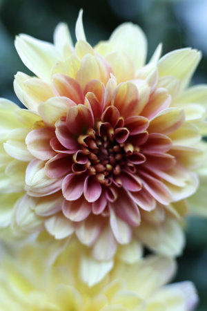 Close up of a yellow chrysanthemum flower. Selective focus.の写真素材