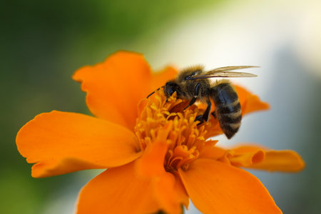 Bee on a marigold flower, close-up, macroの写真素材