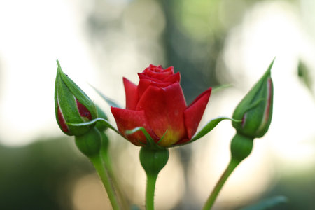 Beautiful red rose in the garden. Shallow depth of field.の写真素材