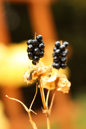 Iris domestica, commonly known as leopard lily, blackberry lily, and leopard flower in the garden. Macro. Selective focus.の写真素材