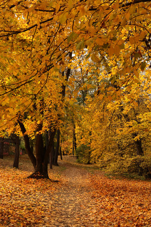 Path in autumn forest with yellow leaves. Colorful autumn landscape.