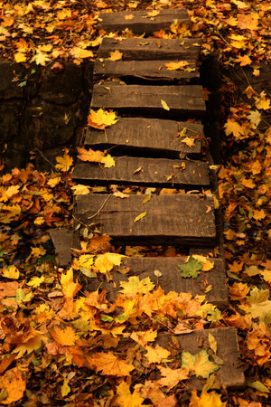Wooden bridge in the autumn park with yellow maple leaves. Autumn backgroundの写真素材