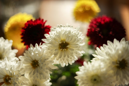bouquet of garden chrysanthemums backlit from behindの写真素材