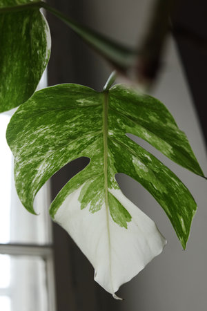 Close up of Monstera deliciosa albo variegata with striking green and white variegated leaves. Trendy tropical houseplant, perfect for modern interiors and botanical design themes.の写真素材
