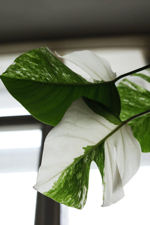 Close up of a plant with striking green and white variegated leaves. Trendy tropical houseplant, perfect for modern interiors and botanical design themes.の写真素材