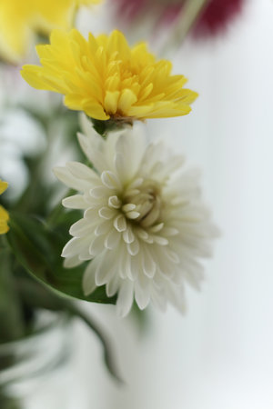Macro photograph of a chrysanthemum bouquet with strong selective focus. Soft petals, gentle pastel tones, and dreamy blurred background create a delicate floral compositionの写真素材
